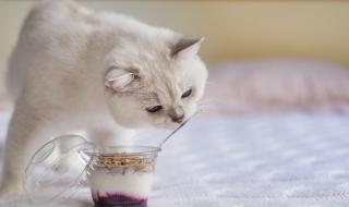 小猫可以喂点酸奶吗 猫可以吃酸奶吗